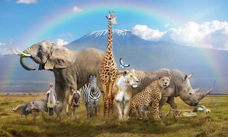 سیستم‌های ارتباطی پیچیده در دنیای حیوانات