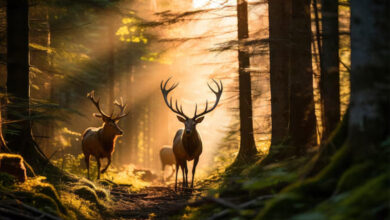 عمر مفید حیوانات مختلف چقدر است؟