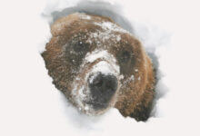 چرا برخی حیوانات زمستان خوابی میکنند؟