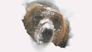 چرا برخی حیوانات زمستان خوابی میکنند؟