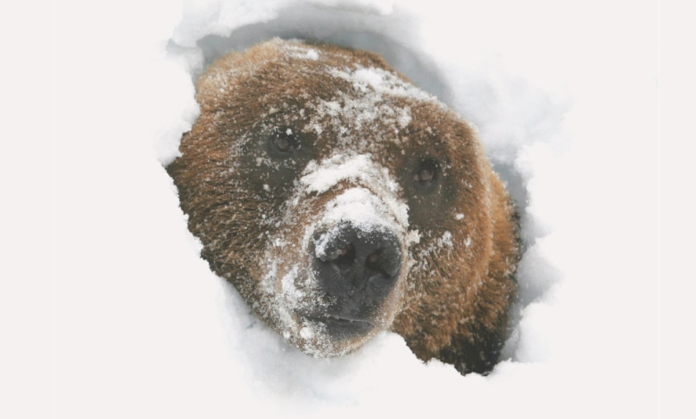 چرا برخی حیوانات زمستان خوابی میکنند؟