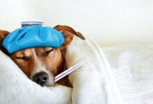 چگونه حیوانات خود را در برابر بیماری‌ها محافظت کنیم؟