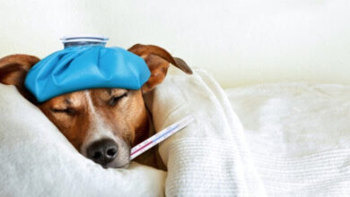 چگونه حیوانات خود را در برابر بیماری‌ها محافظت کنیم؟