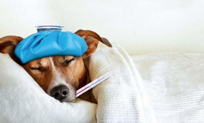 چگونه حیوانات خود را در برابر بیماری‌ها محافظت کنیم؟