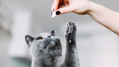اصول کلیدی تربیت گربه: چگونه یک گربه خوش‌رفتار داشته باشیم؟