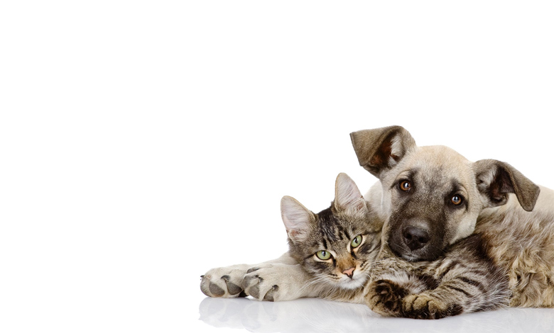 بررسی قوانین مربوط به حیوانات خانگی در آپارتمان‌نشینی