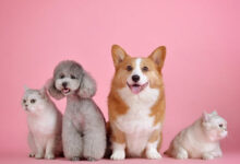 چگونه حضور یک حیوان خانگی بر سلامت روان ما تاثیر مثبت می‌گذارد؟