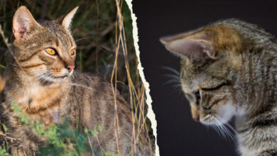 چه تفاوتی بین گربه وحشی و گربه اهلی وجود دارد؟