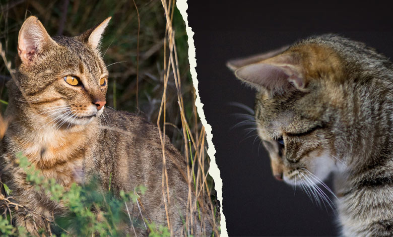 چه تفاوتی بین گربه وحشی و گربه اهلی وجود دارد؟