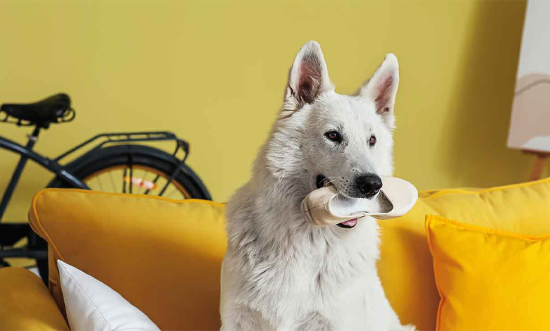 چگونه مانع از جویدن وسایل توسط حیوان خانگی شویم؟
