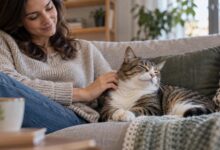 گربه آرام کنار صاحب خود روی مبل